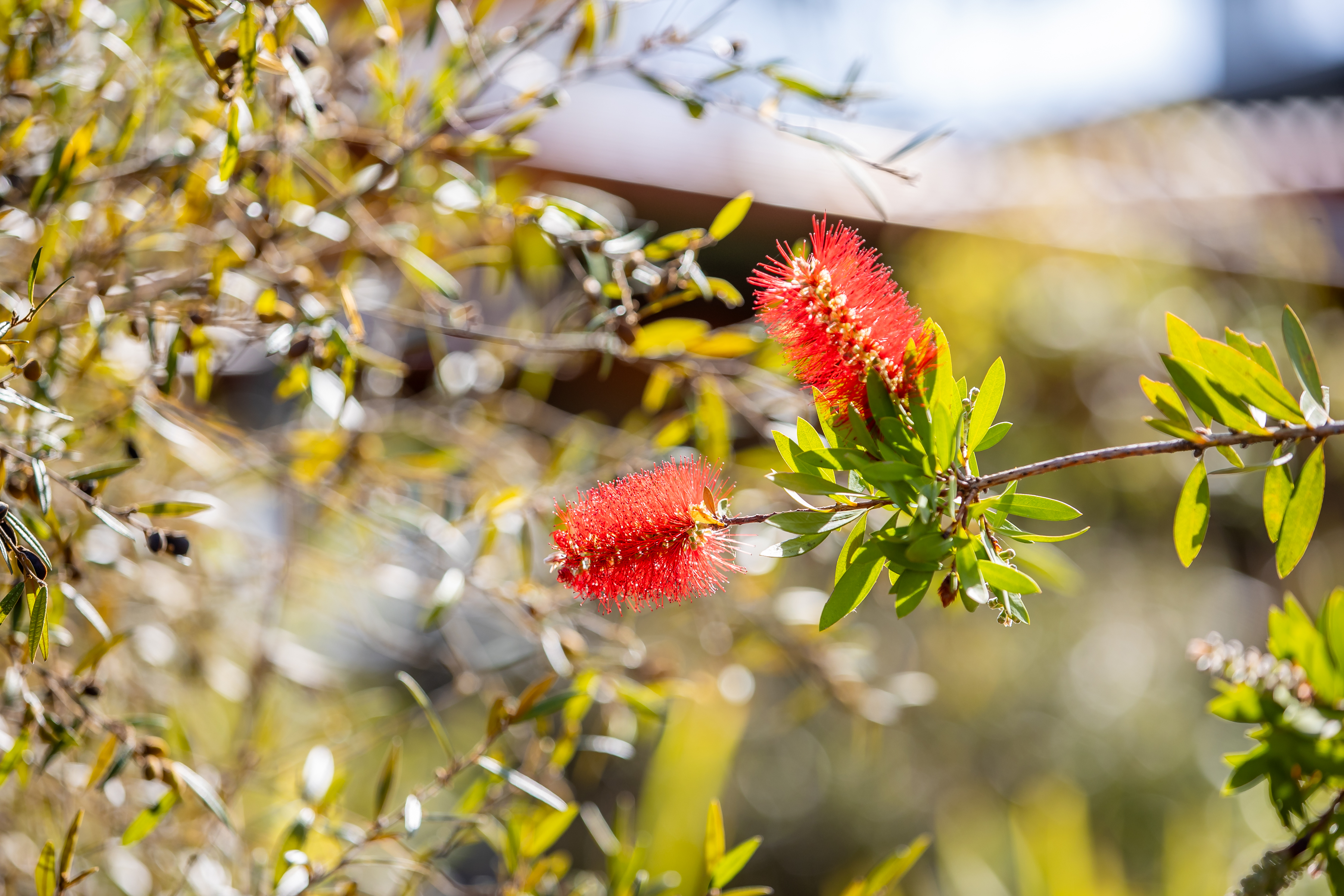 Native bush gardens.jpg